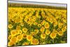 Sunflower and Corn Field in Morning Light in Michigan, North Dakota, USA-Chuck Haney-Mounted Photographic Print