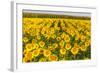 Sunflower and Corn Field in Morning Light in Michigan, North Dakota, USA-Chuck Haney-Framed Photographic Print