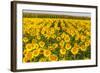 Sunflower and Corn Field in Morning Light in Michigan, North Dakota, USA-Chuck Haney-Framed Photographic Print