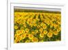 Sunflower and Corn Field in Morning Light in Michigan, North Dakota, USA-Chuck Haney-Framed Photographic Print