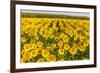 Sunflower and Corn Field in Morning Light in Michigan, North Dakota, USA-Chuck Haney-Framed Photographic Print