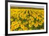 Sunflower and Corn Field in Morning Light in Michigan, North Dakota, USA-Chuck Haney-Framed Photographic Print