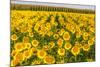 Sunflower and Corn Field in Morning Light in Michigan, North Dakota, USA-Chuck Haney-Mounted Photographic Print