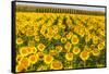 Sunflower and Corn Field in Morning Light in Michigan, North Dakota, USA-Chuck Haney-Framed Stretched Canvas