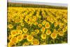 Sunflower and Corn Field in Morning Light in Michigan, North Dakota, USA-Chuck Haney-Stretched Canvas