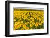 Sunflower and Corn Field in Morning Light in Michigan, North Dakota, USA-Chuck Haney-Framed Photographic Print