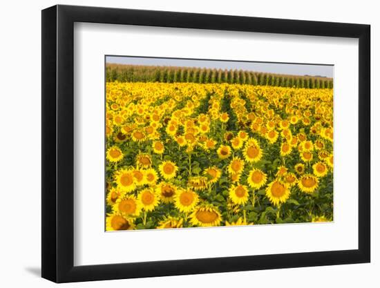 Sunflower and Corn Field in Morning Light in Michigan, North Dakota, USA-Chuck Haney-Framed Premium Photographic Print