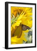 Sunflower and Monarch-Lynn M^ Stone-Framed Photographic Print