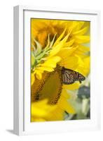 Sunflower and Monarch-Lynn M^ Stone-Framed Photographic Print