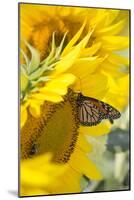 Sunflower and Monarch-Lynn M^ Stone-Mounted Photographic Print