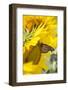 Sunflower and Monarch-Lynn M^ Stone-Framed Photographic Print