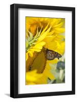 Sunflower and Monarch-Lynn M^ Stone-Framed Photographic Print