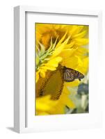 Sunflower and Monarch-Lynn M^ Stone-Framed Photographic Print