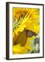 Sunflower and Monarch-Lynn M^ Stone-Framed Photographic Print