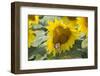 Sunflower and Monarch-Lynn M^ Stone-Framed Photographic Print