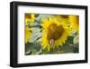 Sunflower and Monarch-Lynn M^ Stone-Framed Photographic Print