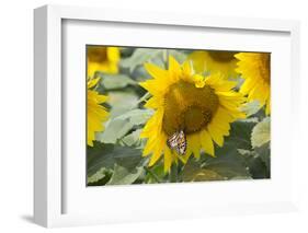 Sunflower and Monarch-Lynn M^ Stone-Framed Photographic Print