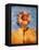 Sunflower and Sky-Colin Anderson-Framed Stretched Canvas