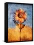 Sunflower and Sky-Colin Anderson-Framed Stretched Canvas