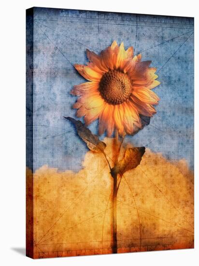Sunflower and Sky-Colin Anderson-Stretched Canvas