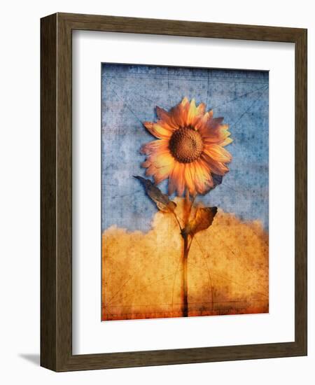 Sunflower and Sky-Colin Anderson-Framed Photographic Print