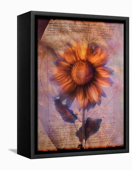 Sunflower and Text-Colin Anderson-Framed Stretched Canvas