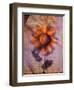 Sunflower and Text-Colin Anderson-Framed Photographic Print