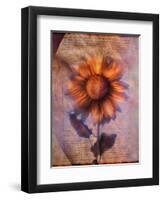 Sunflower and Text-Colin Anderson-Framed Photographic Print