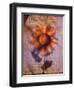 Sunflower and Text-Colin Anderson-Framed Photographic Print