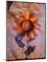 Sunflower and Text-Colin Anderson-Mounted Photographic Print