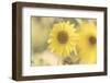 Sunflower Beautiful 3-null-Framed Photographic Print