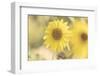 Sunflower Beautiful 3-null-Framed Photographic Print