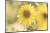 Sunflower Beautiful 3-null-Mounted Photographic Print