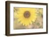 Sunflower Beautiful 4-null-Framed Photographic Print
