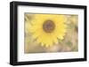 Sunflower Beautiful 4-null-Framed Photographic Print