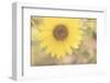 Sunflower Beautiful 4-null-Framed Photographic Print