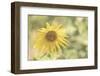 Sunflower Beautiful 5-null-Framed Photographic Print