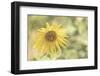 Sunflower Beautiful 5-null-Framed Photographic Print