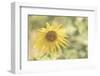 Sunflower Beautiful 5-null-Framed Photographic Print