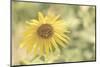 Sunflower Beautiful 5-null-Mounted Photographic Print