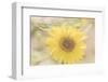 Sunflower Beautiful 6-null-Framed Photographic Print