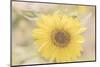 Sunflower Beautiful 6-null-Mounted Photographic Print