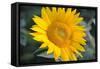 Sunflower Blossom-null-Framed Stretched Canvas