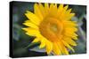 Sunflower Blossom-null-Stretched Canvas