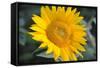 Sunflower Blossom-null-Framed Stretched Canvas