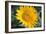 Sunflower Blossom-null-Framed Photo