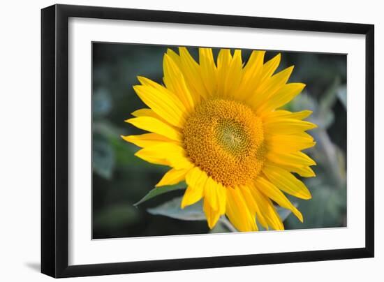 Sunflower Blossom-null-Framed Photo