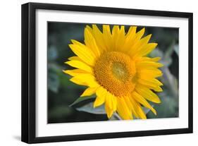 Sunflower Blossom-null-Framed Photo