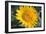 Sunflower Blossom-null-Framed Photo