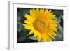 Sunflower Blossom-null-Framed Photo